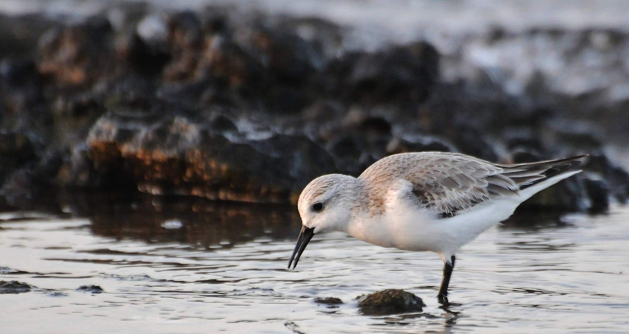 Nikon D300 sample photo. Sanderling looking for food photography