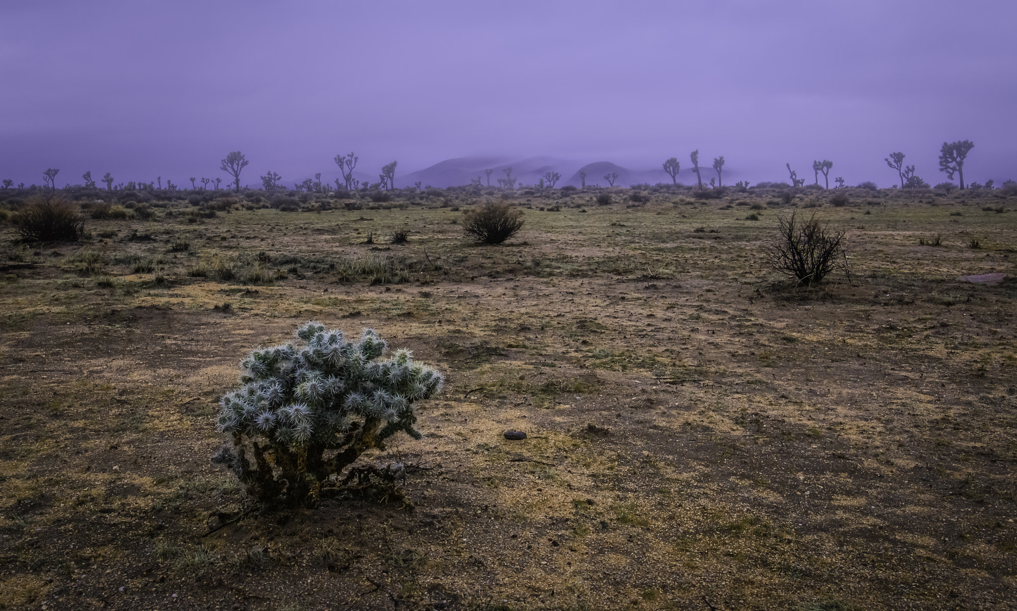 Canon EF 16-35mm F4L IS USM sample photo. Joshua tree national park, fog photography