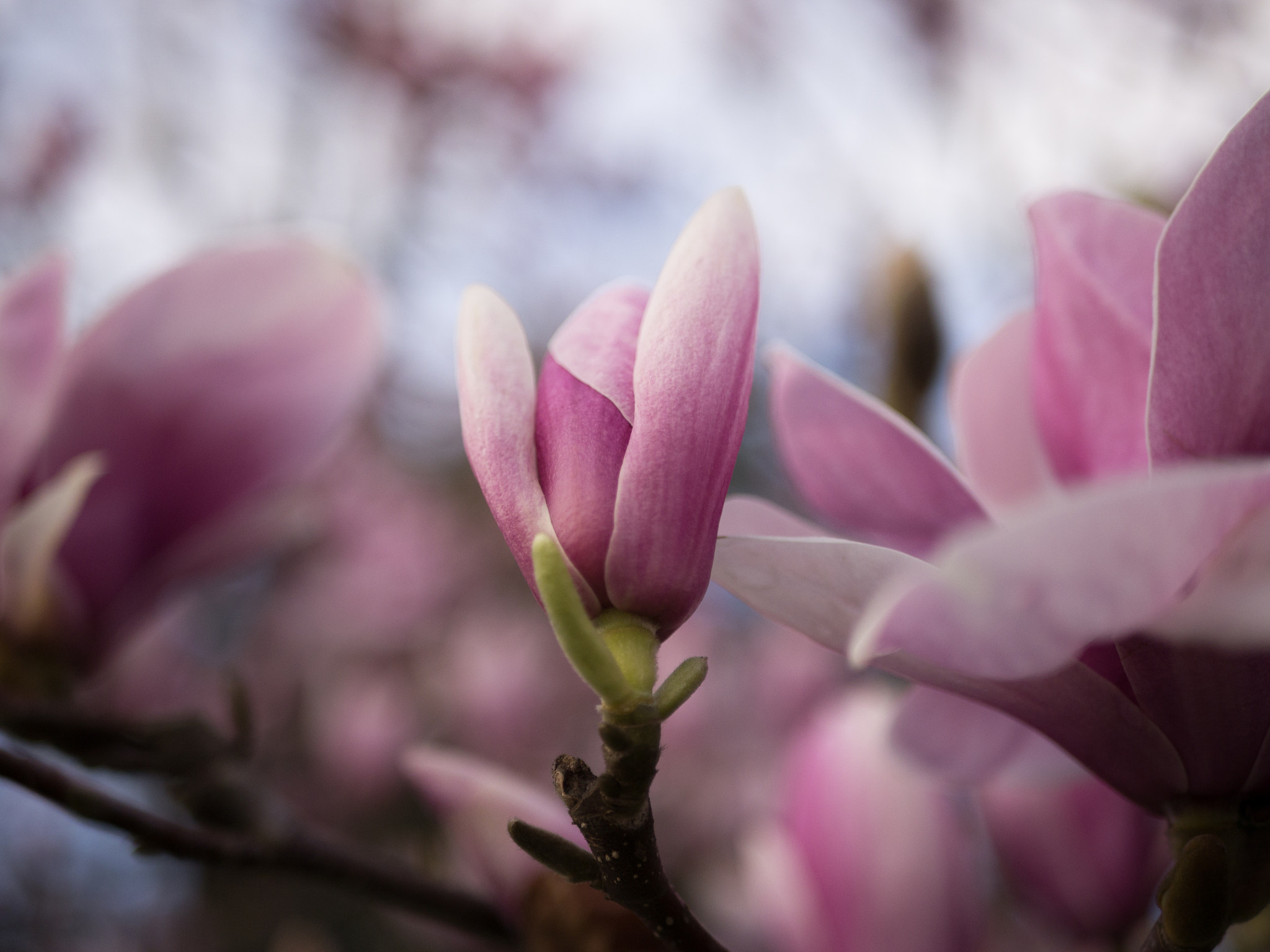 Panasonic Lumix DMC-GH2 + LUMIX G 25/F1.7 sample photo. Spring is just around the corner photography