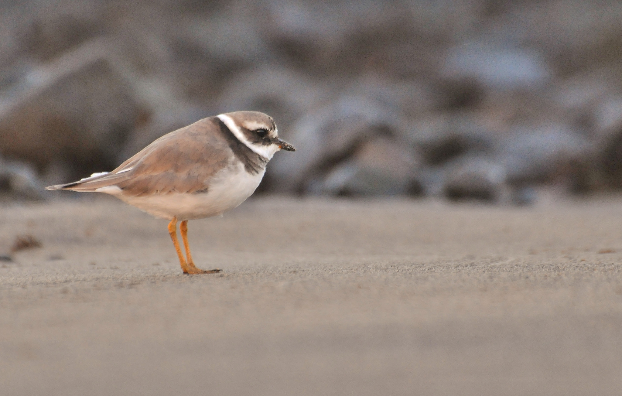Nikon D300 sample photo. Ringed plover resting photography
