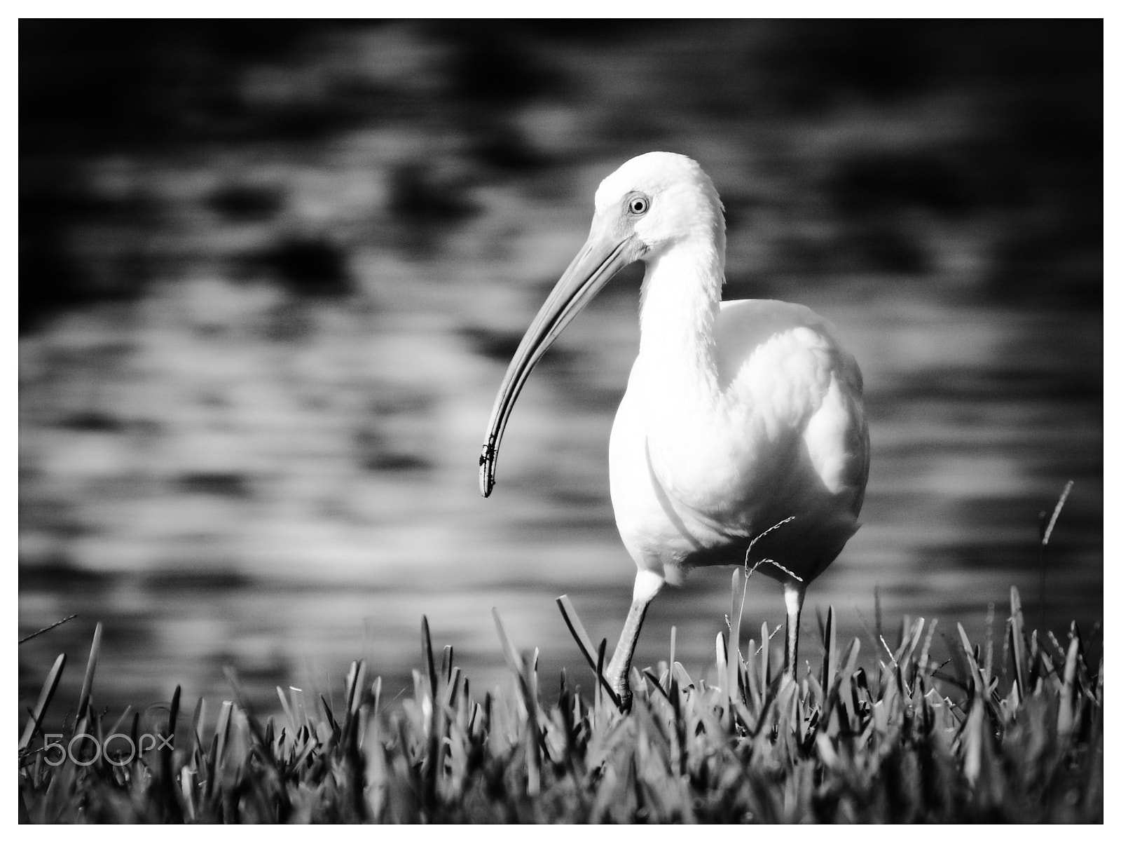 Canon EOS 80D + Canon 70-300mm sample photo. White ibis - bw photography