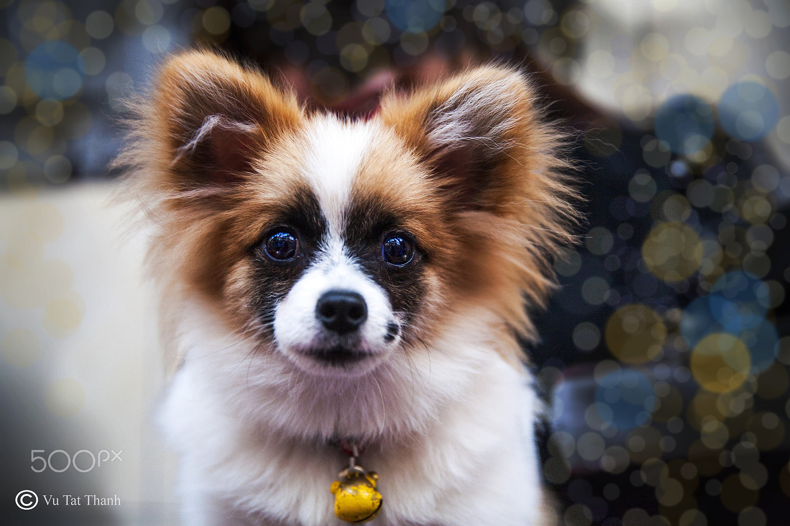 Canon EF 24-70mm F2.8L II USM sample photo. Little dog so cute photography