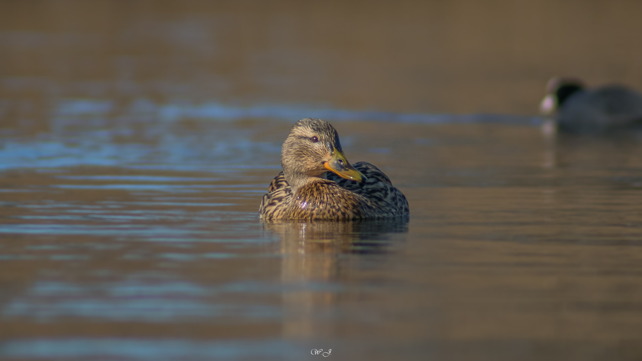 Sony 75-300mm F4.5-5.6 sample photo. Duck photography