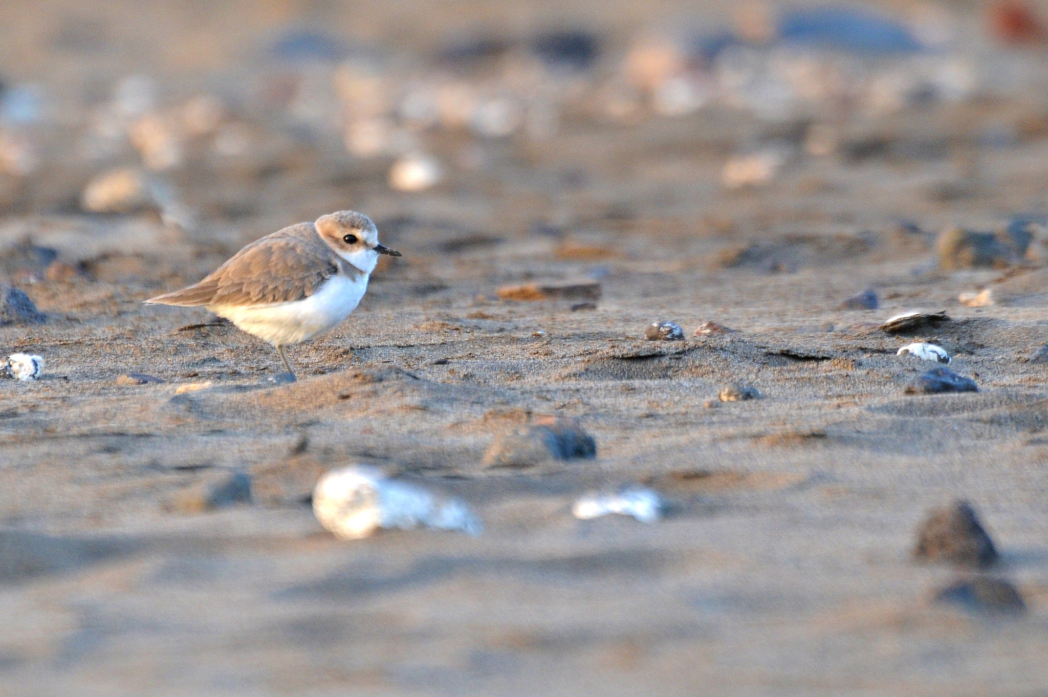 Nikon D300 sample photo. Kentish plover resting photography
