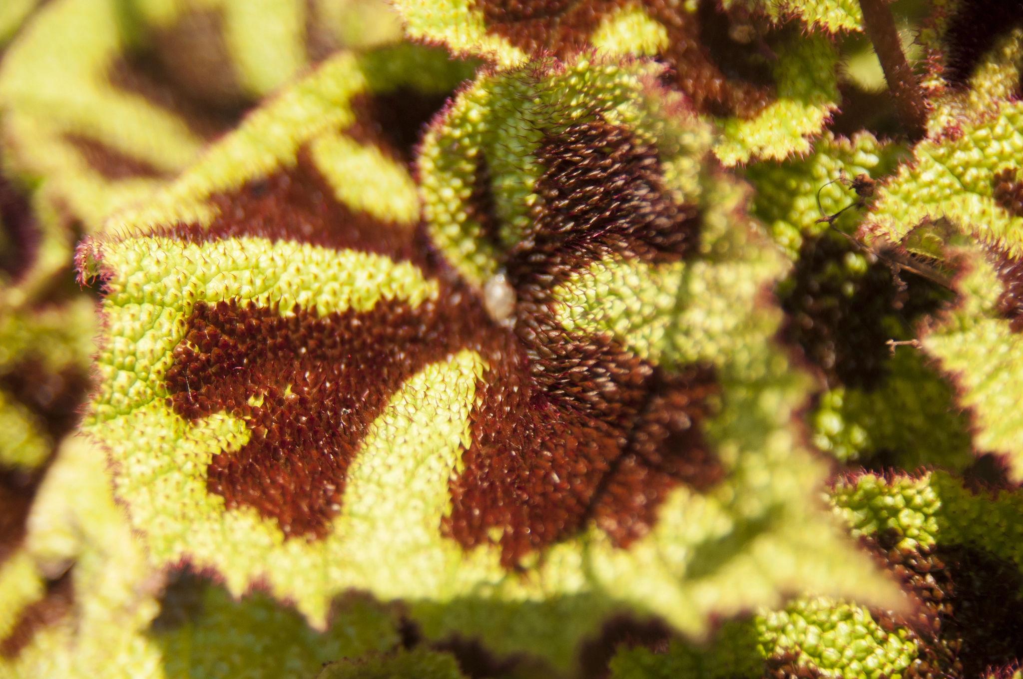Nikon D300S sample photo. Strange leafs photography