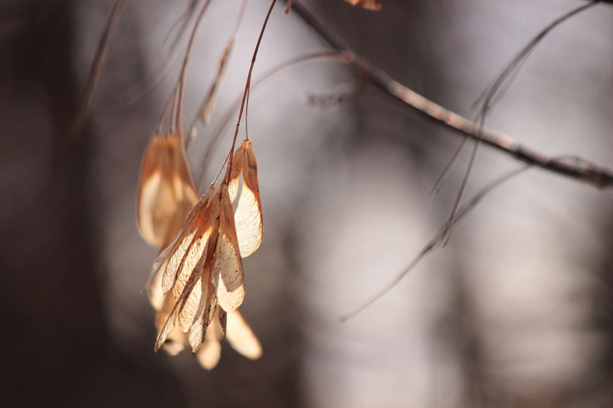 Canon EF-S 55-250mm F4-5.6 IS II sample photo. Samaras photography