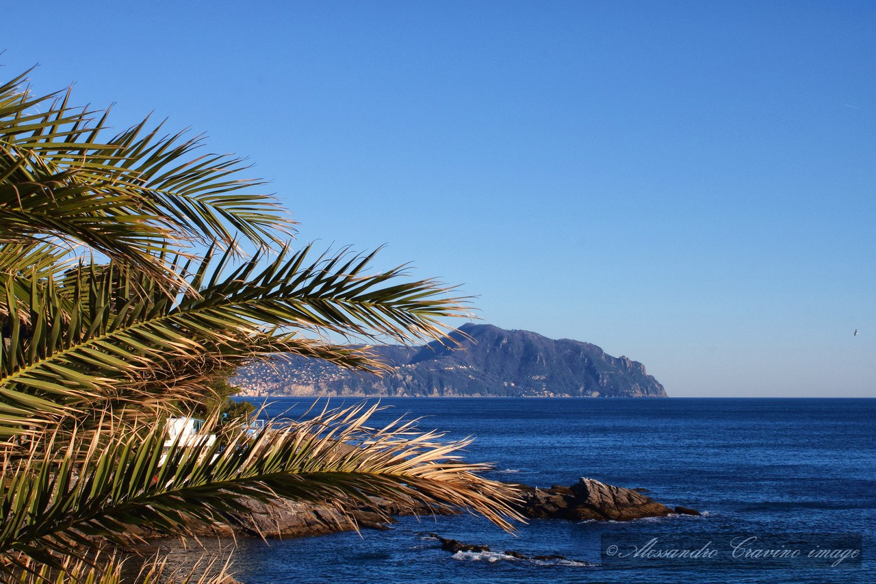 Canon EF-S 18-55mm F3.5-5.6 IS sample photo. Palm and portofino photography