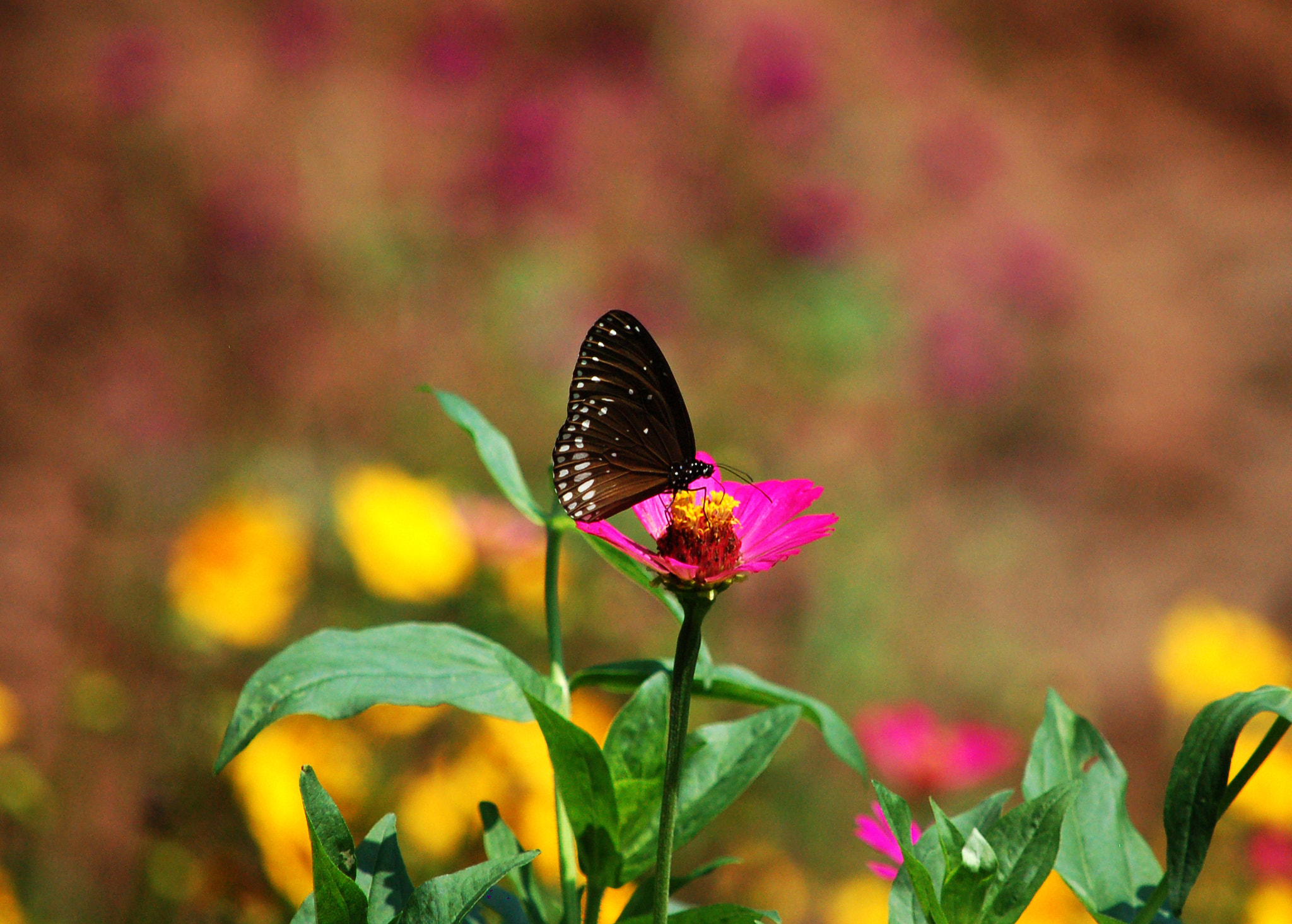 Nikon D50 sample photo. Butterfly photography