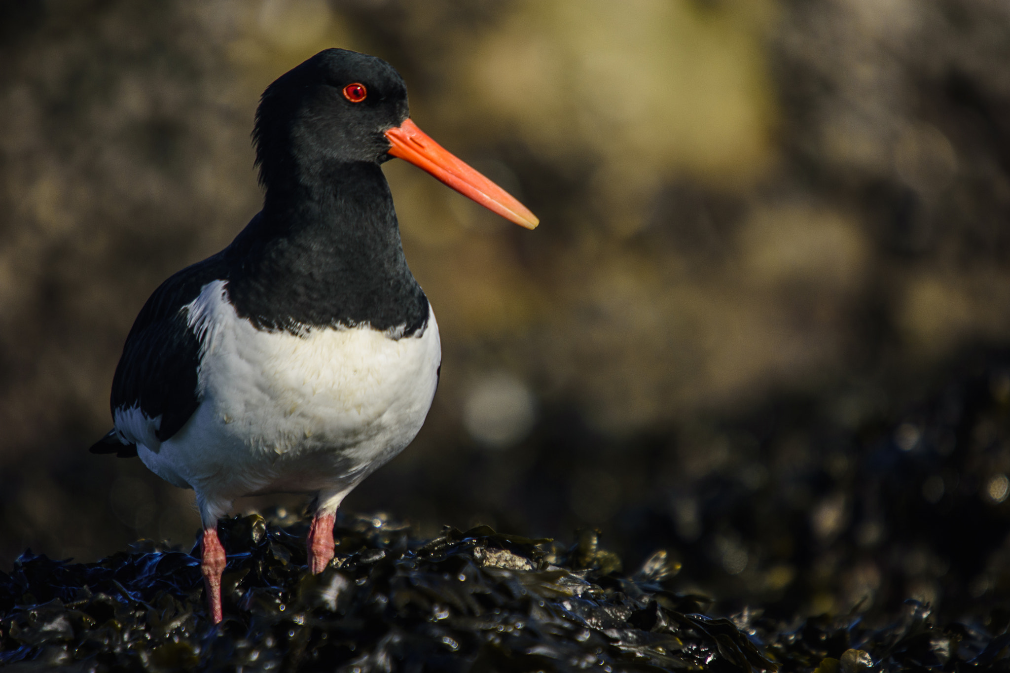 Sigma 50-500mm F4-6.3 EX APO RF HSM sample photo. Oystercatcher photography