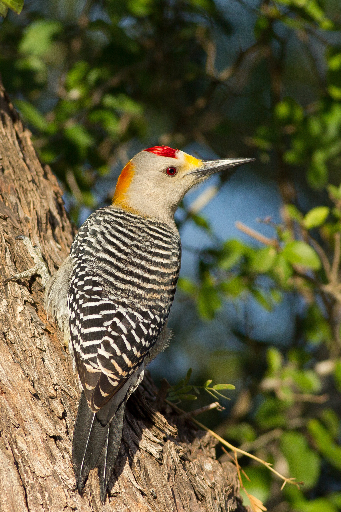 Canon EOS-1D Mark IV + Canon EF 400mm F5.6L USM sample photo. Golden fronted woodpecker photography