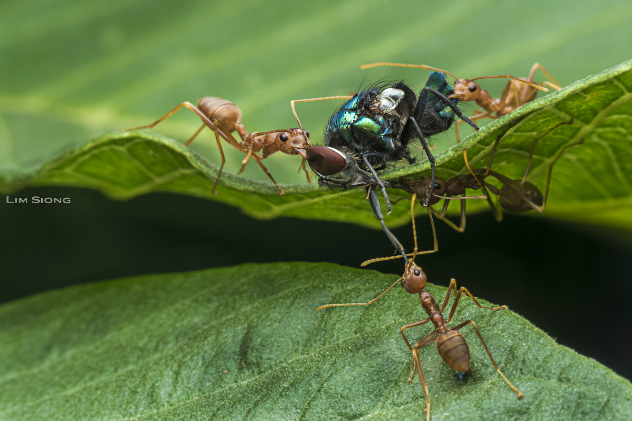 Sigma 70-300mm F4-5.6 APO DG Macro sample photo. The beauty of togetherness photography