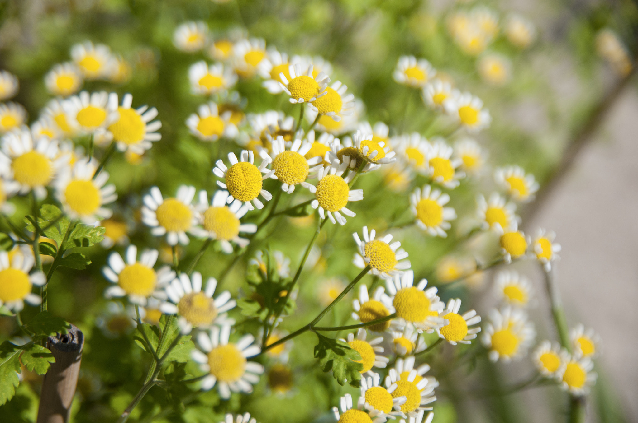 Nikon D300S sample photo. Chamomile photography