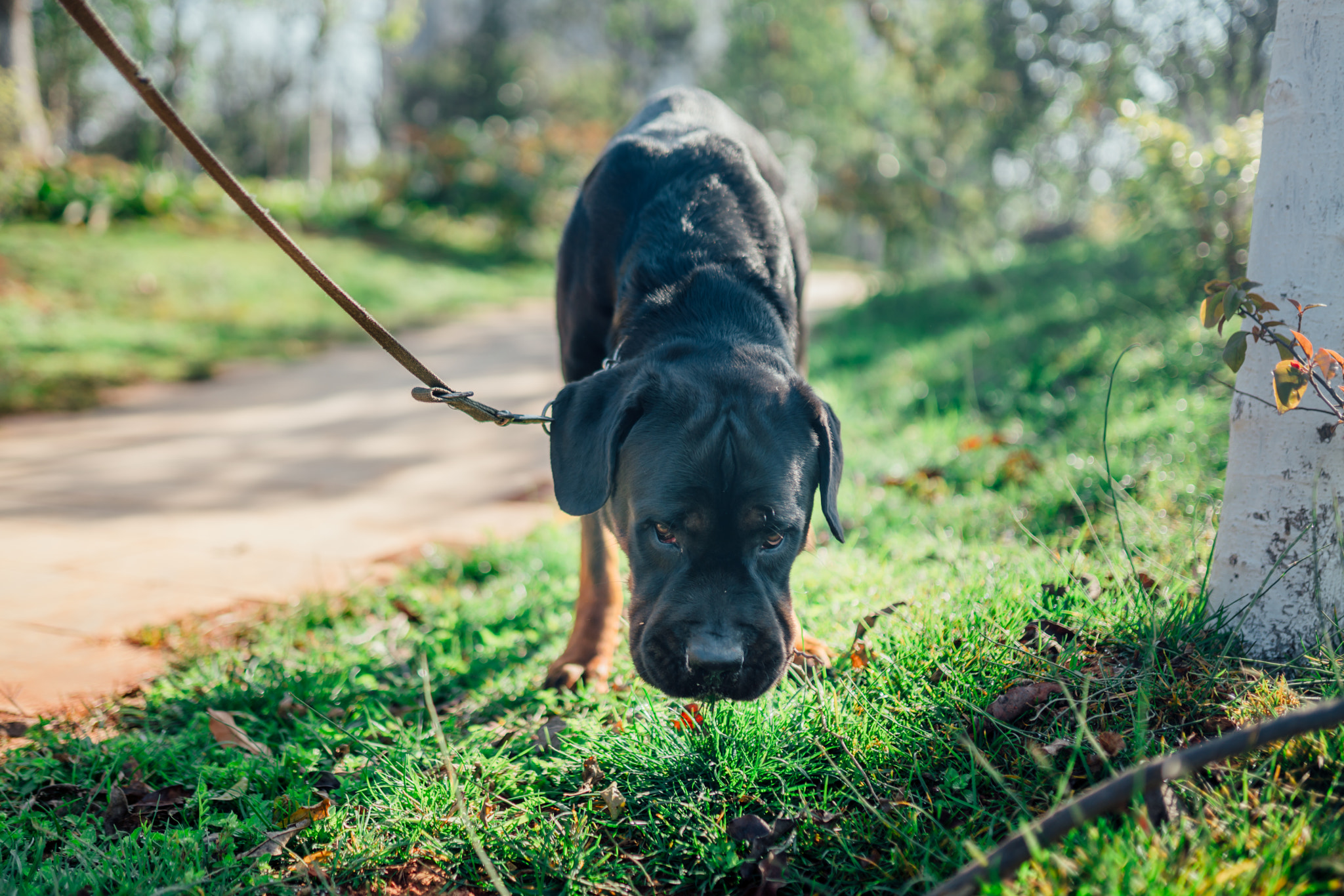 Sony a7R II + Sigma 35mm F1.4 DG HSM Art sample photo. My cute big dog! photography