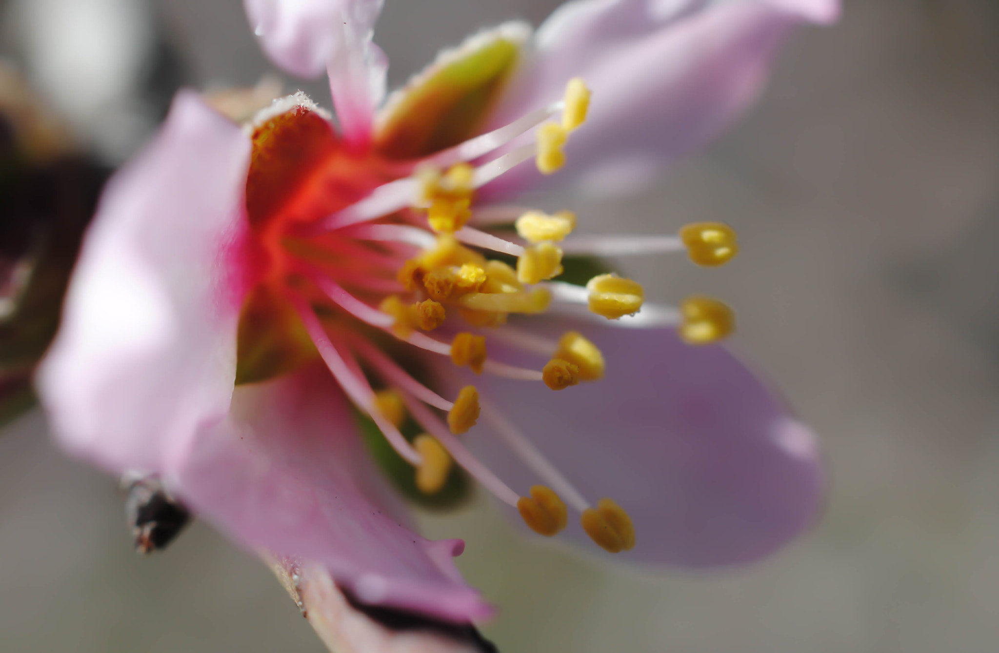 Nikon AF-S DX Micro Nikkor 40mm F2.8 sample photo. Estambres photography