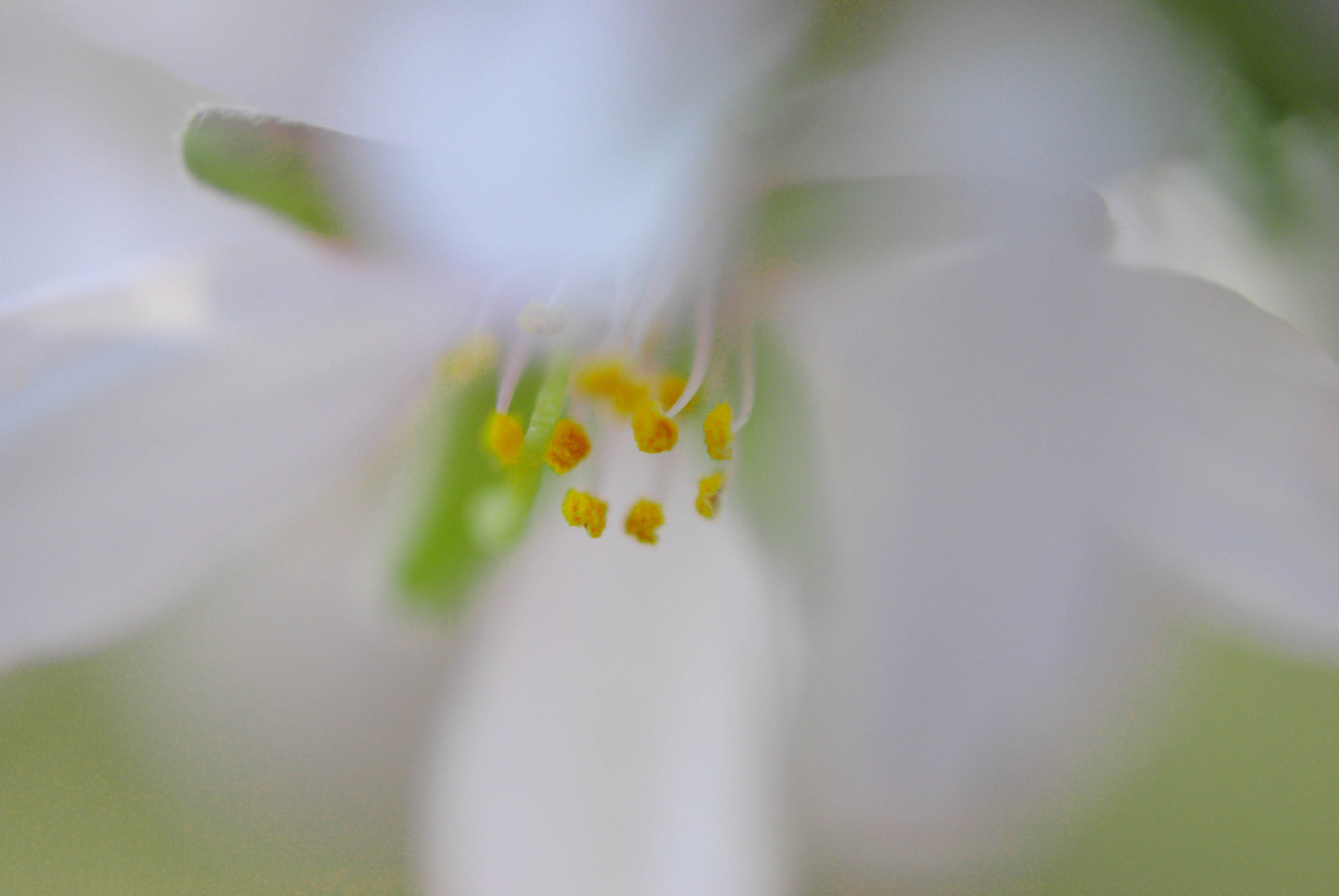 Nikon AF-S DX Micro Nikkor 40mm F2.8 sample photo. Flor de almendro photography