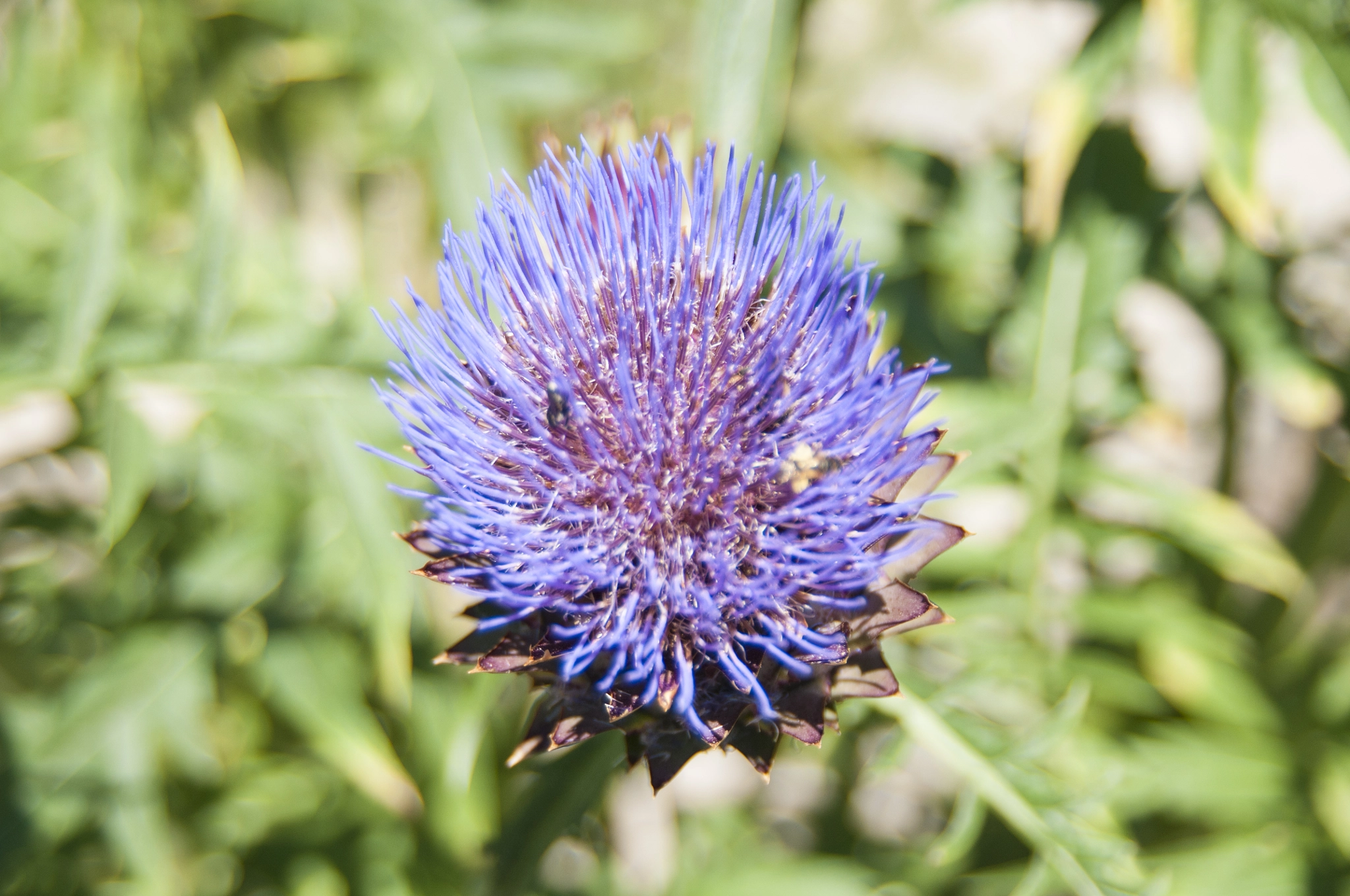 Nikon D300S sample photo. Violet flower photography