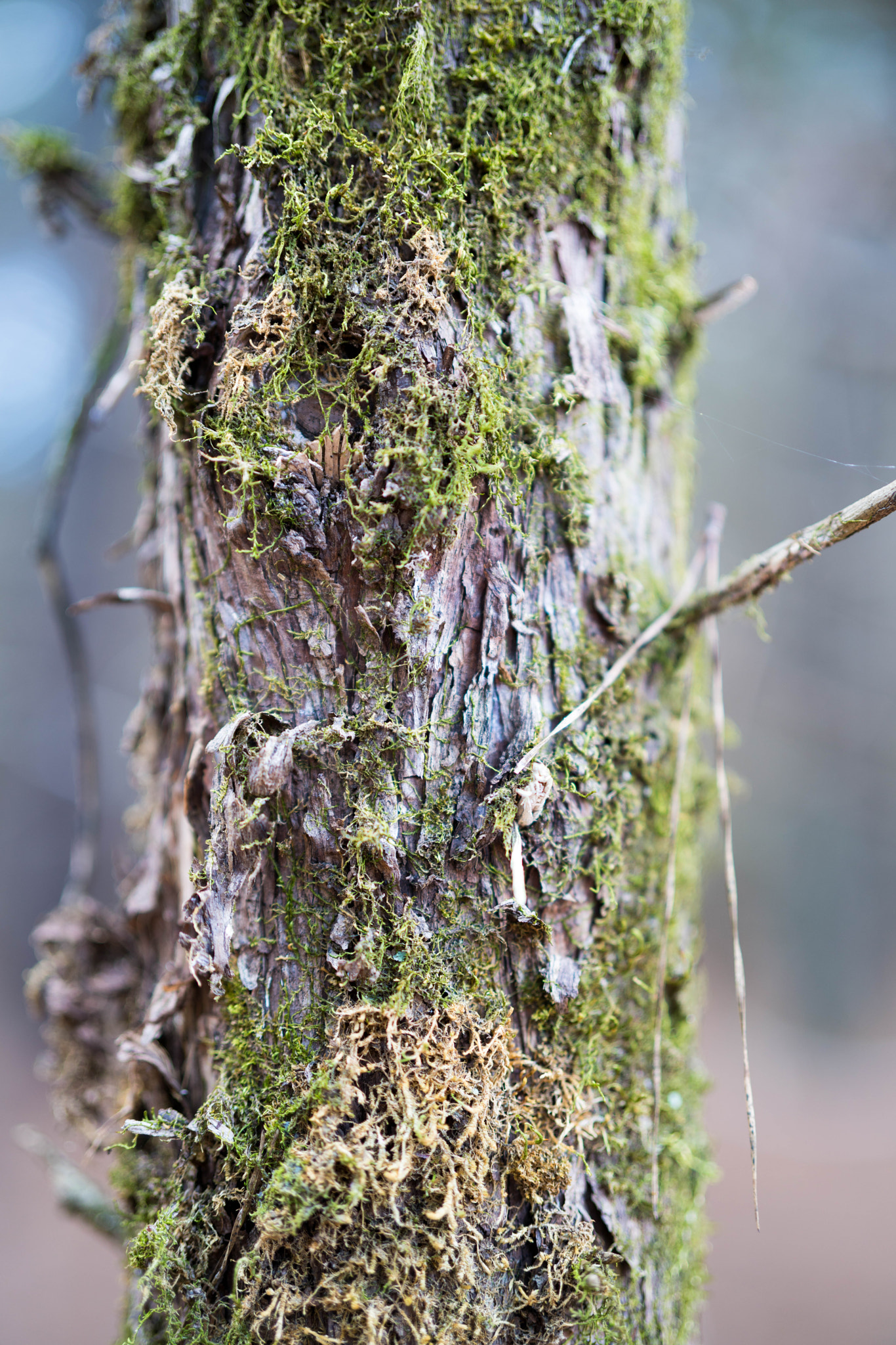 Sony Planar T* FE 50mm F1.4 ZA sample photo. Barkscape photography