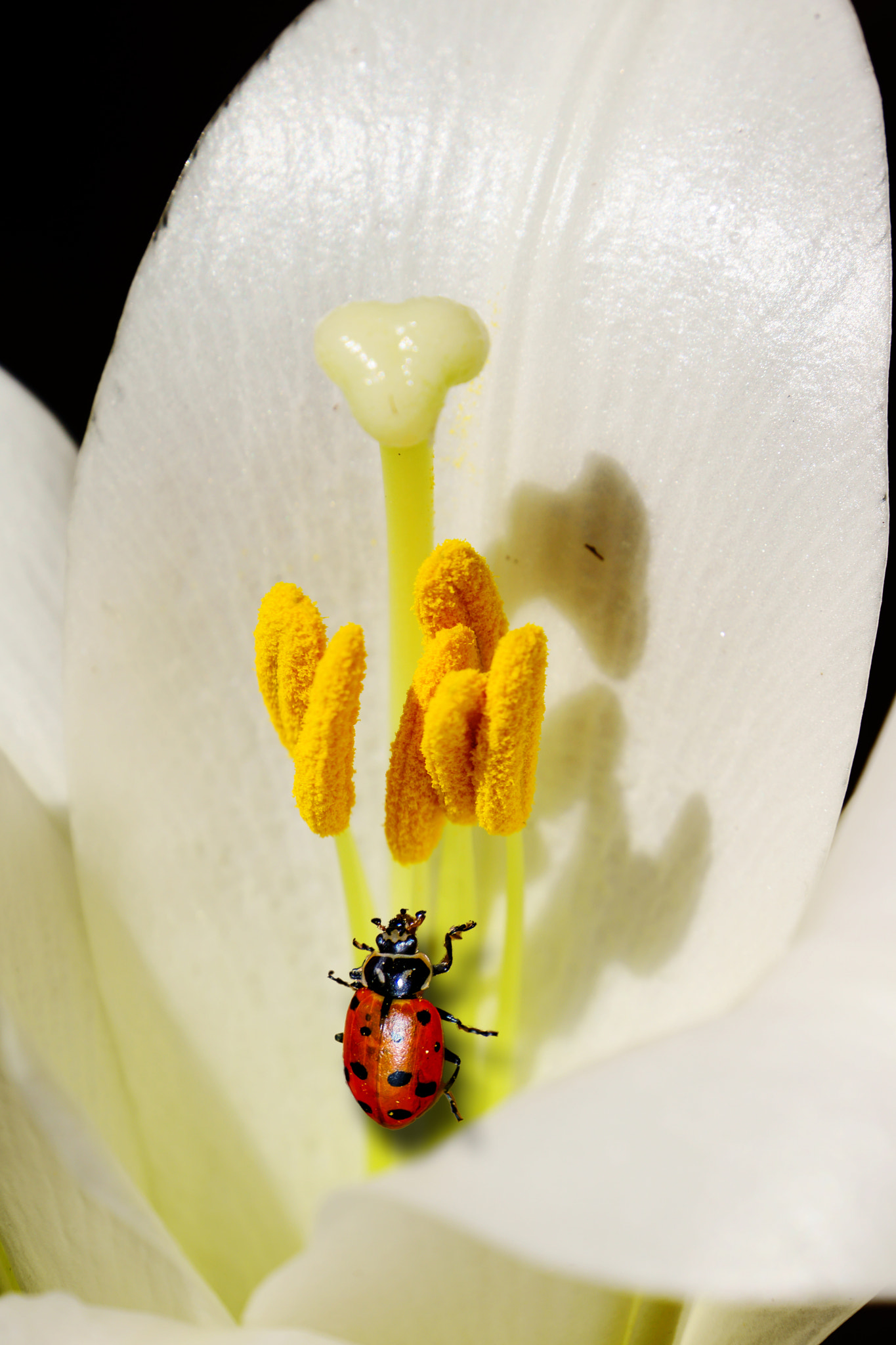 Sony Alpha NEX-7 sample photo. Ladybug photography