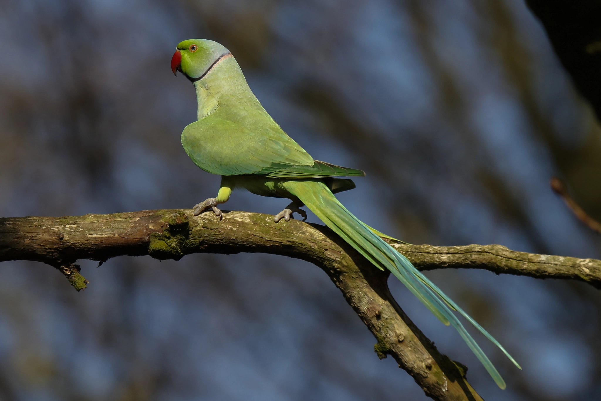 Canon EF 70-200mm F2.8L USM sample photo. Parrot photography