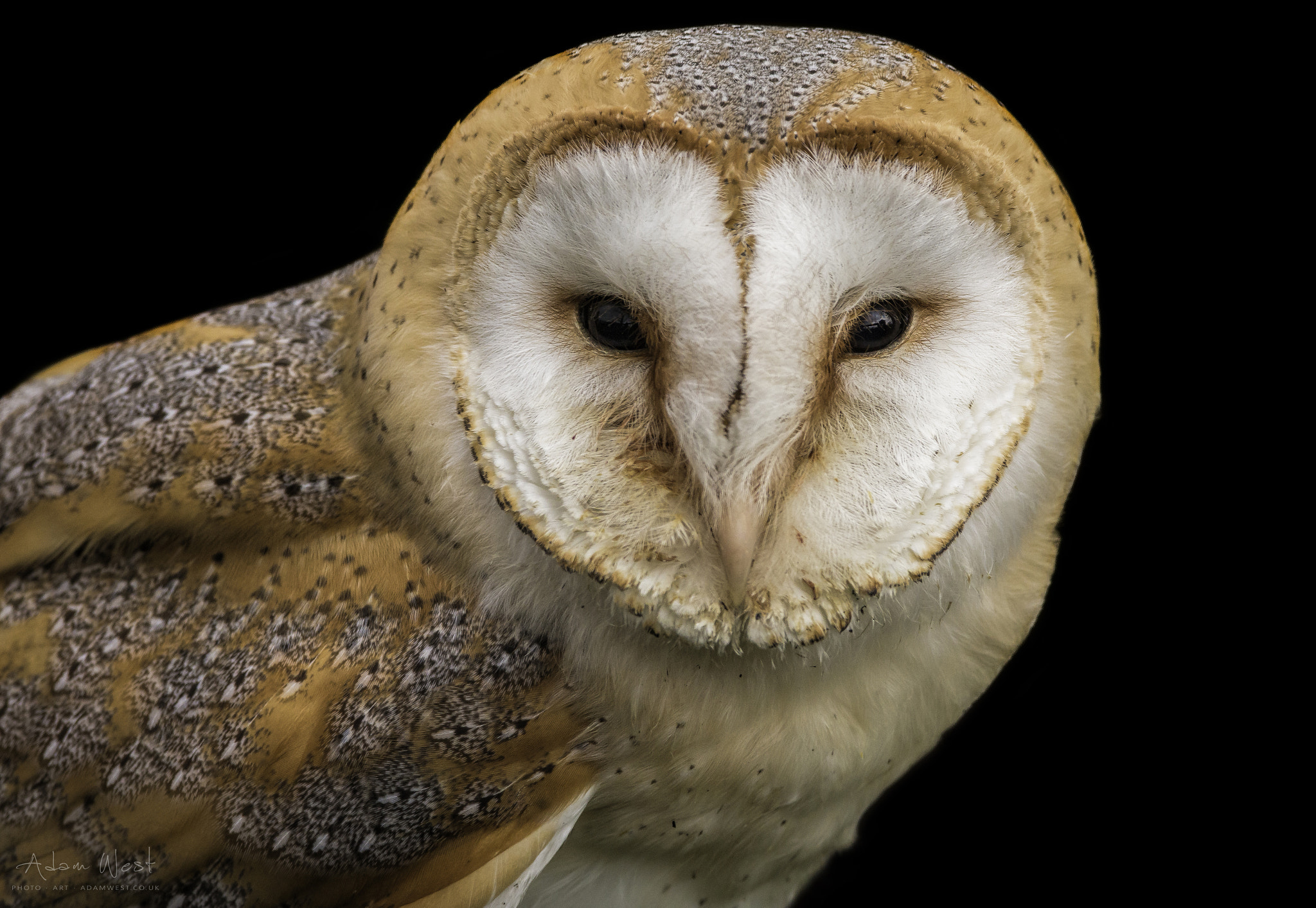 150-600mm F5-6.3 DG OS HSM | Contemporary 015 sample photo. Say that to my face photography