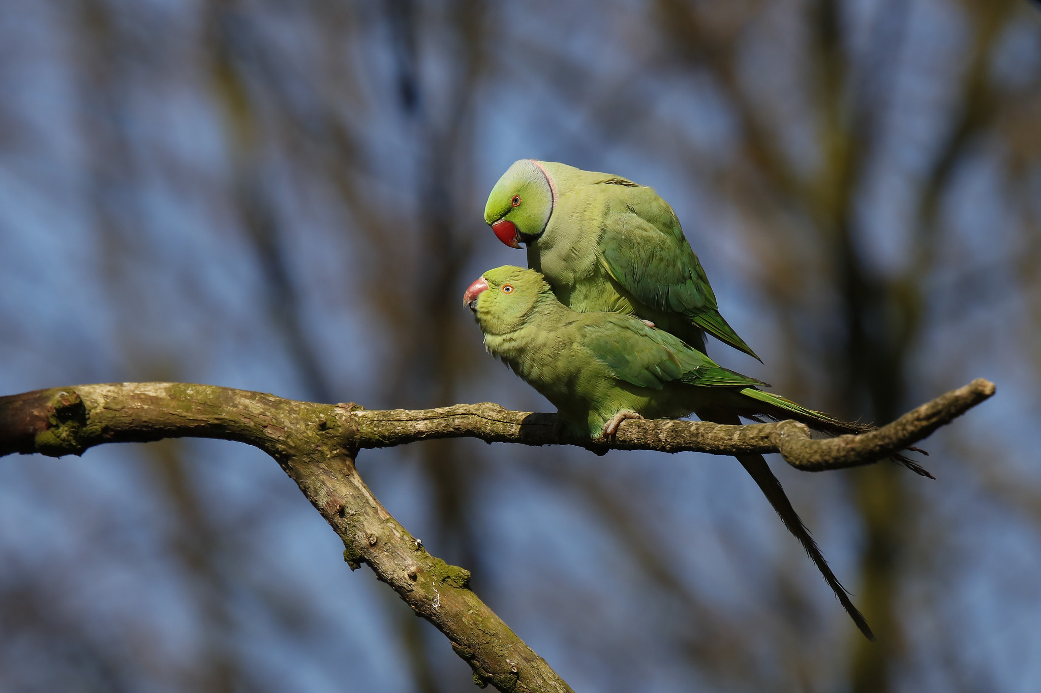 Canon EOS 5DS R + Canon EF 70-200mm F2.8L USM sample photo. Parrot photography