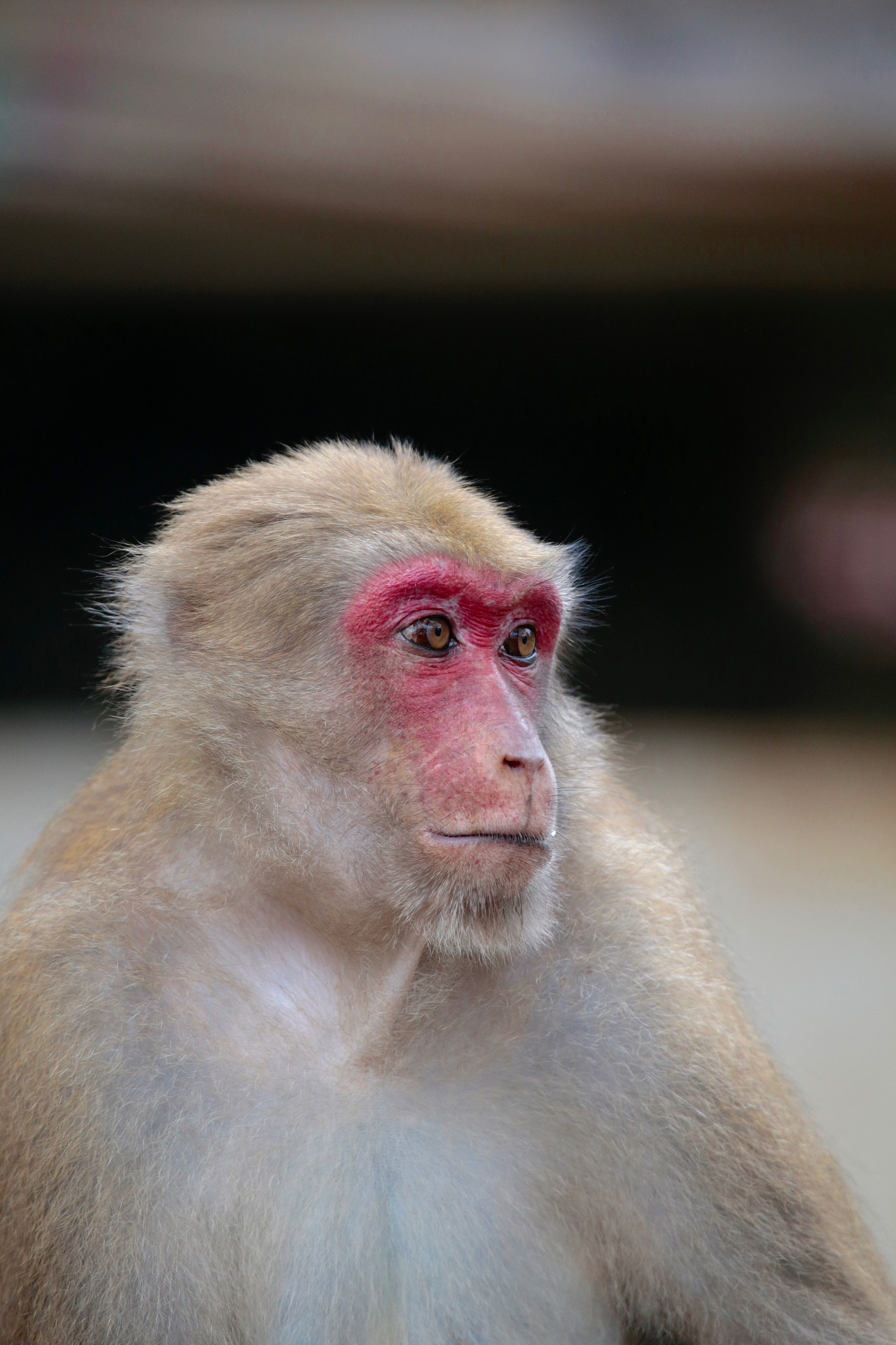 Canon EF 100-400mm F4.5-5.6L IS USM sample photo. Mai sai macaque photography