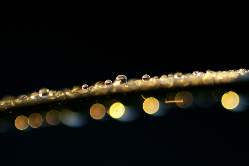 Pentax K-5 II sample photo. Dewdrops photography