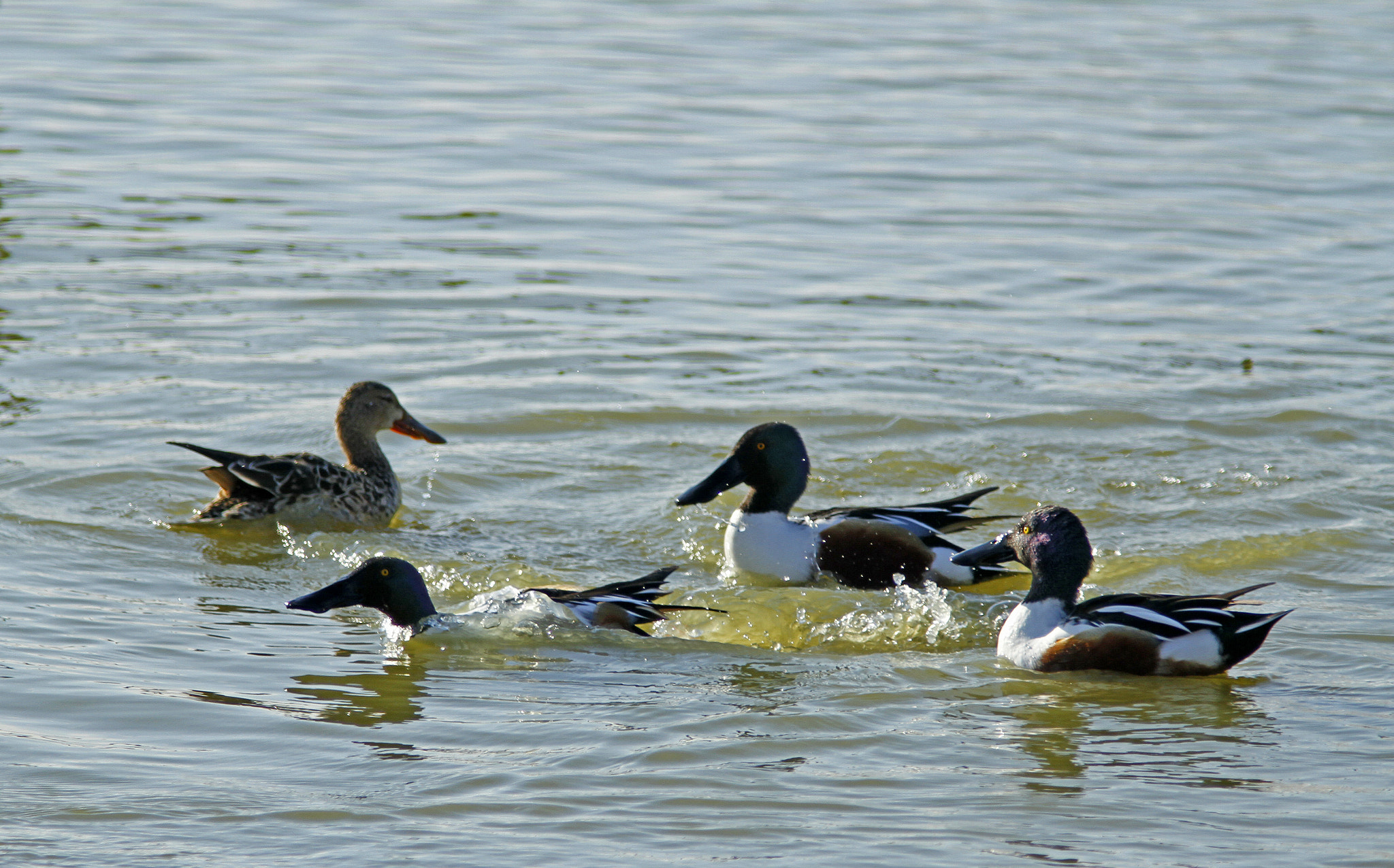 Canon EF 300mm f/4L + 1.4x sample photo. Northern shoveler fighting photography