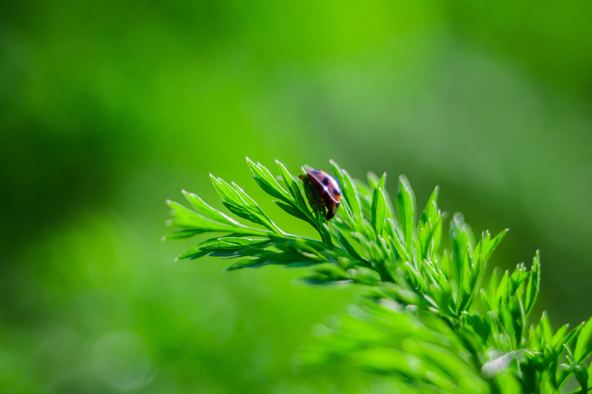 Canon EF 35-80mm f/4-5.6 sample photo. 瓢虫 photography