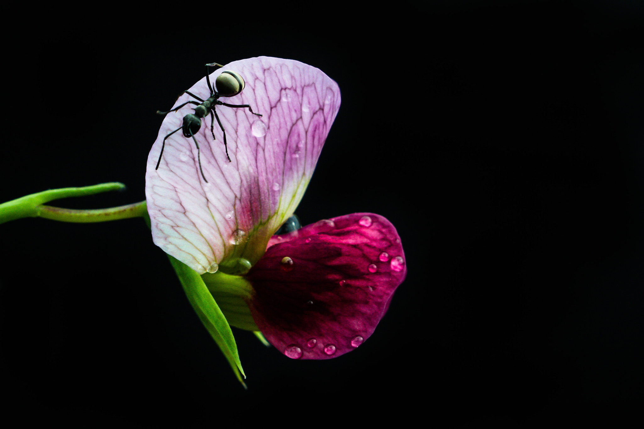 Canon EF 35-80mm f/4-5.6 sample photo. 蚂蚁 photography