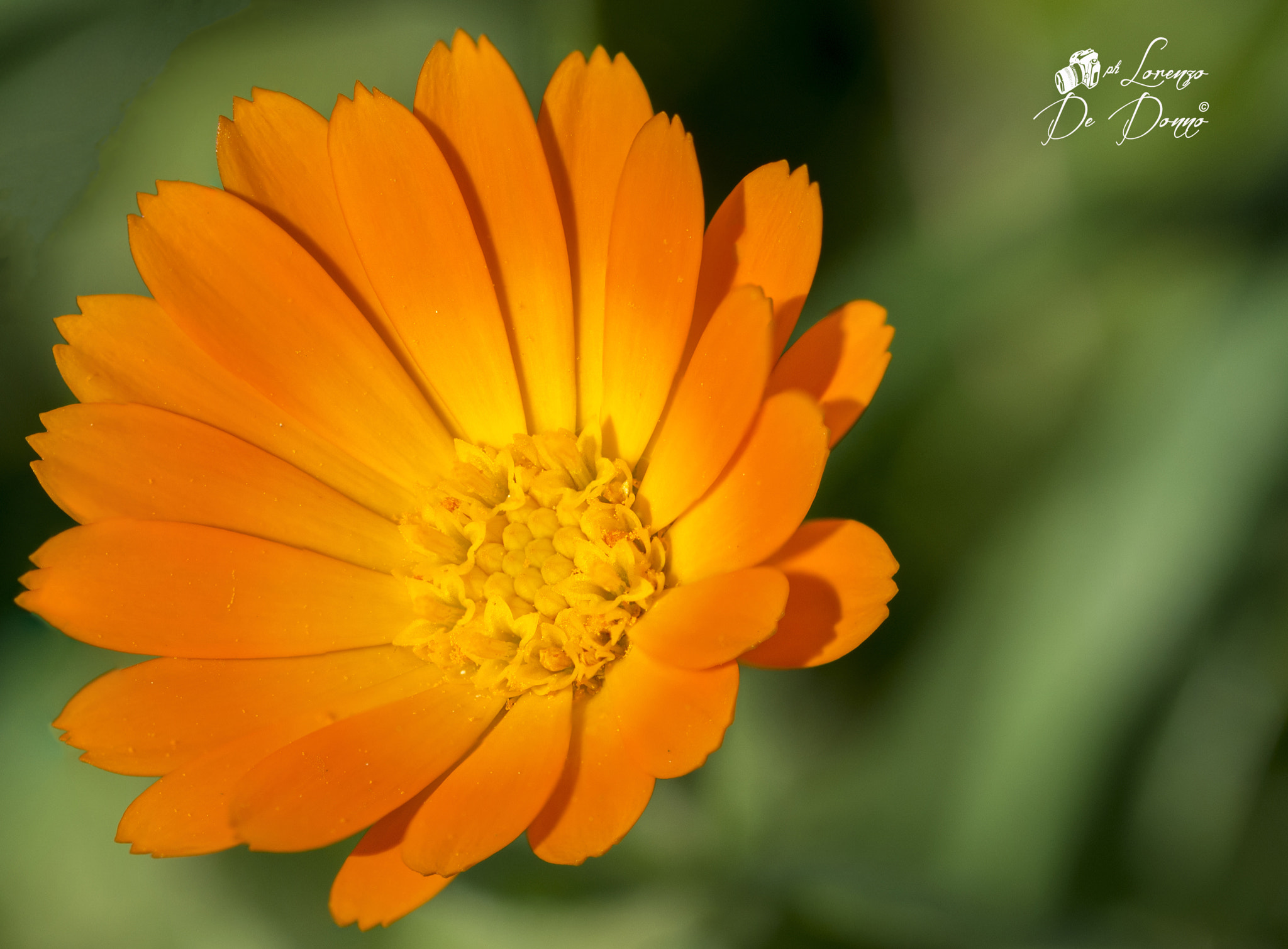 Sigma 105mm F2.8 EX DG OS HSM sample photo. Non c'è forma d'arte che il fiore non ci insegni photography