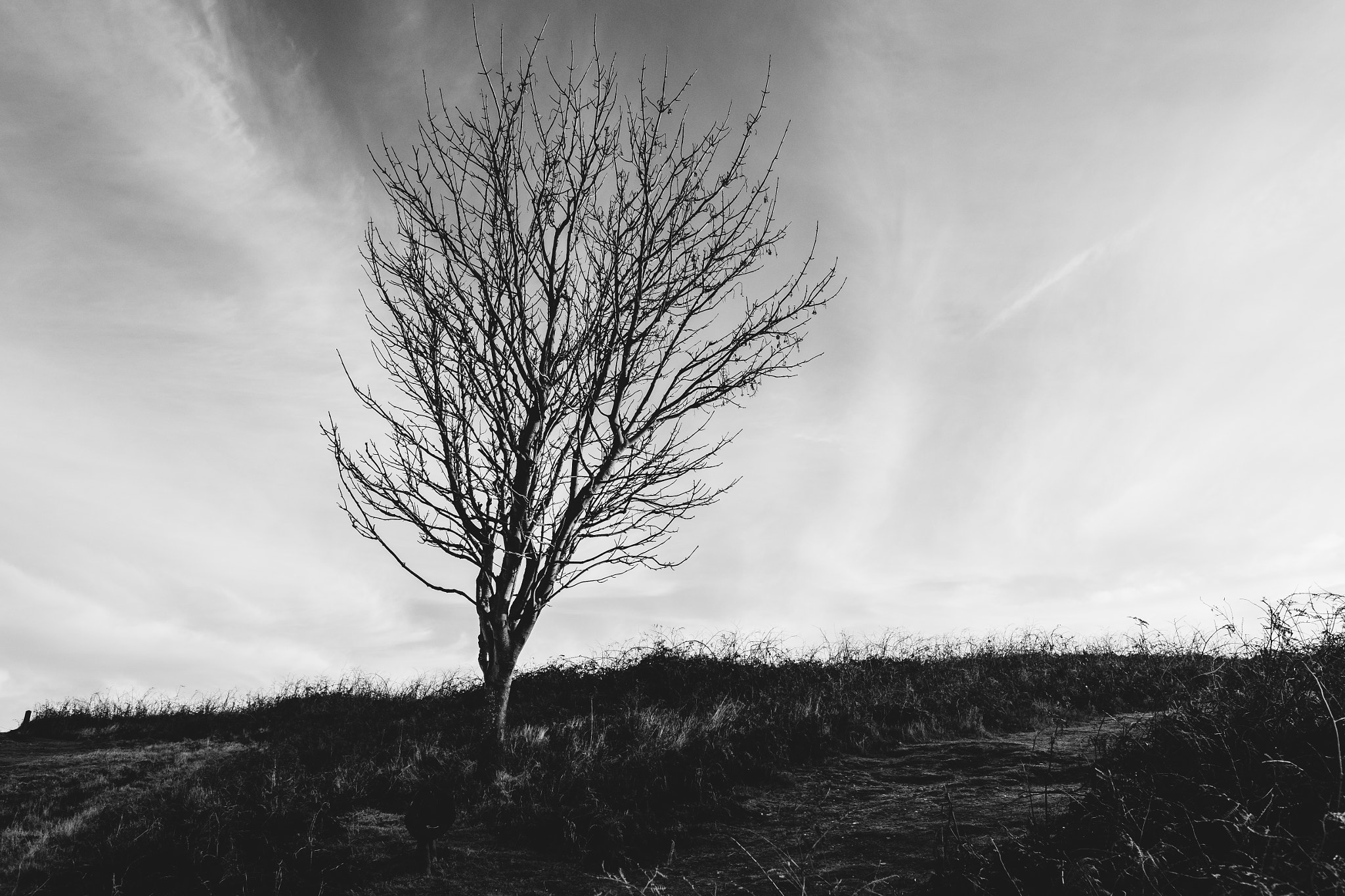 Fujifilm X-T1 sample photo. Lonely tree on a hill photography