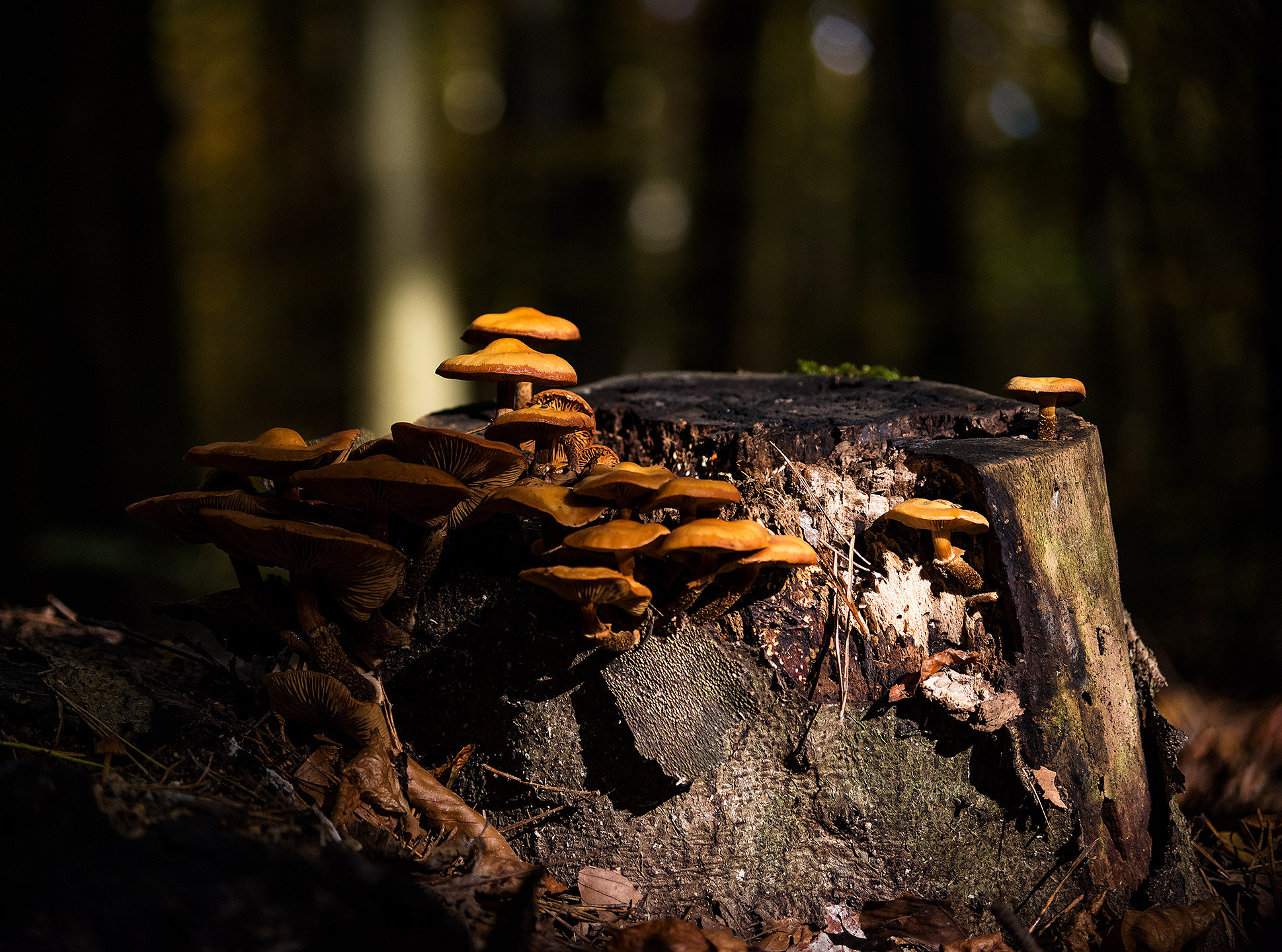 Pentax K-1 + Pentax smc DA 50-200mm F4-5.6 ED WR sample photo. 'shrooms photography