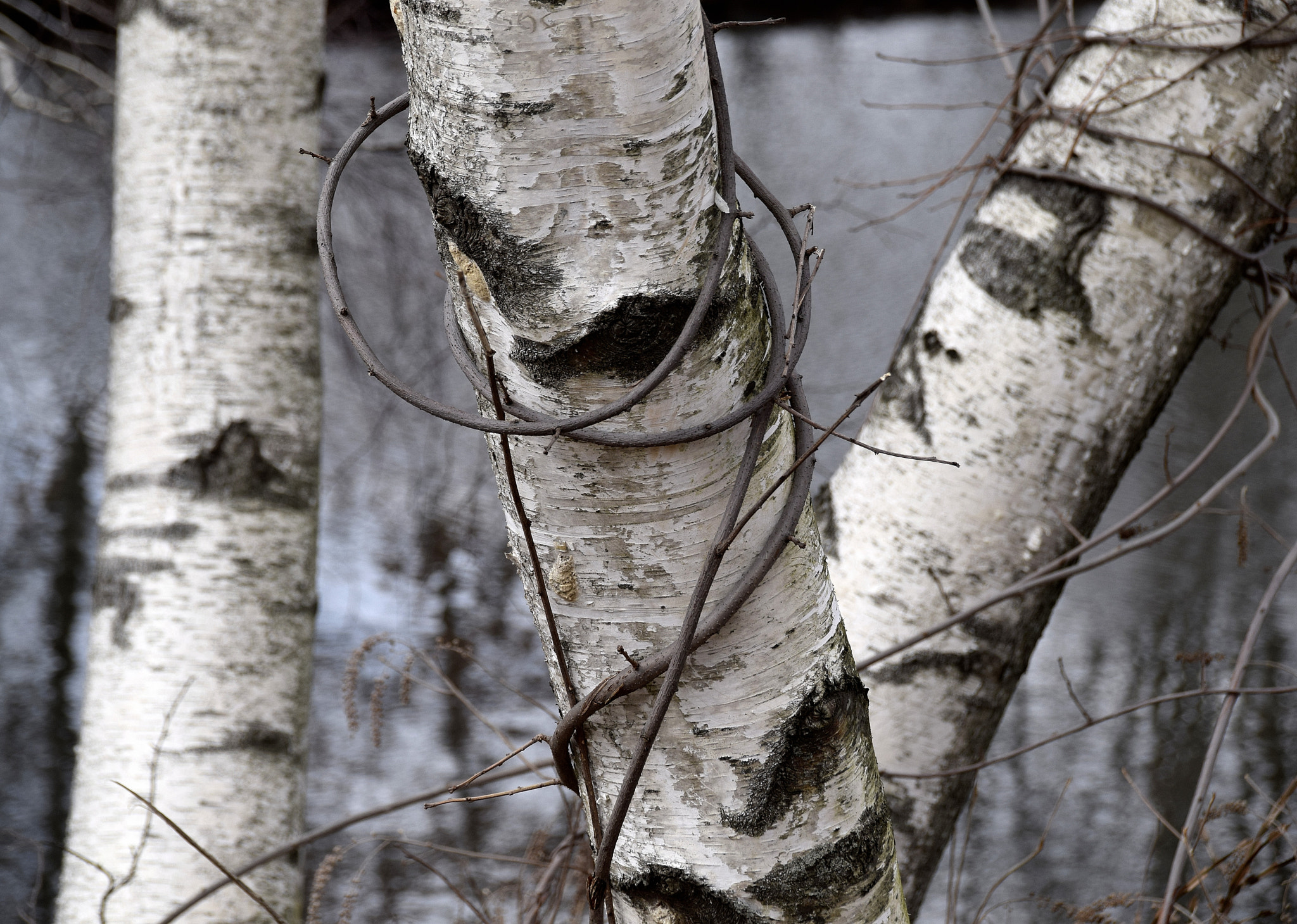 Sigma 18-250mm F3.5-6.3 DC Macro OS HSM sample photo. Birch trio photography