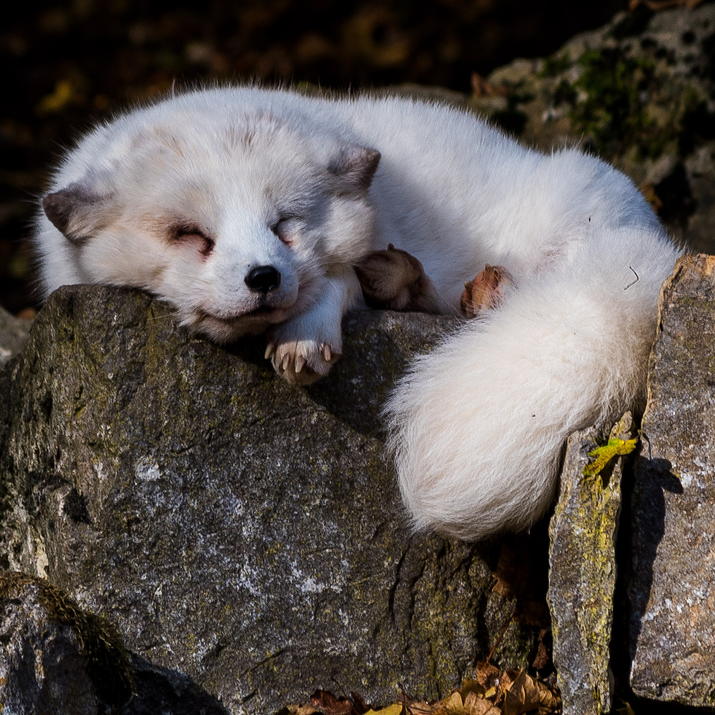 Pentax smc DA 50-200mm F4-5.6 ED WR sample photo. Arctic fox photography