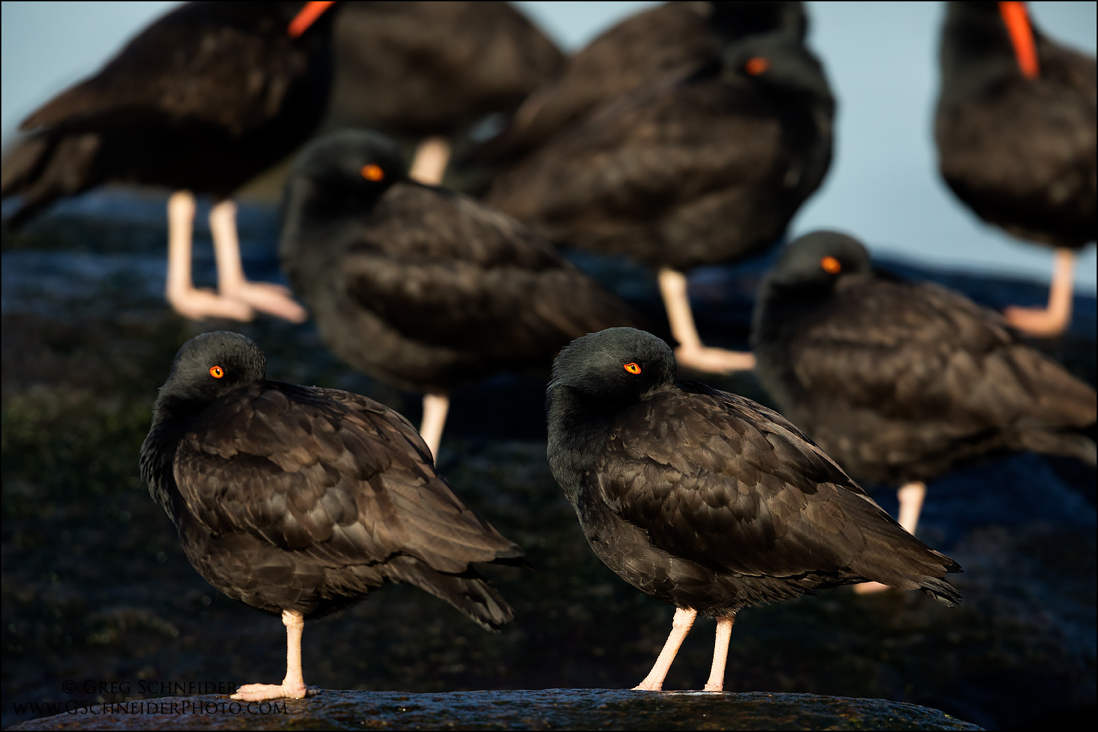 Canon EF 600mm F4L IS II USM sample photo. Black oystercatcher flock abstract photography