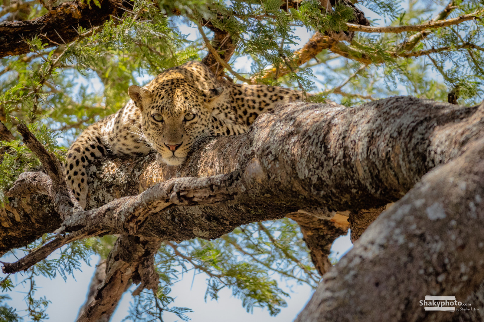 Canon EOS 5DS R + Canon EF 200-400mm F4L IS USM Extender 1.4x sample photo. Leopard photography