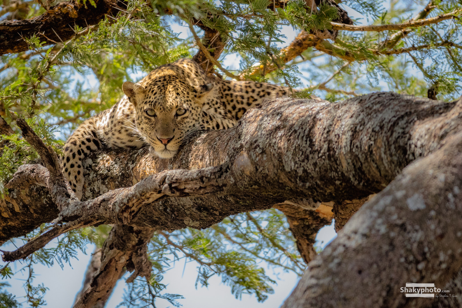 Canon EF 200-400mm F4L IS USM Extender 1.4x sample photo. Leopard photography