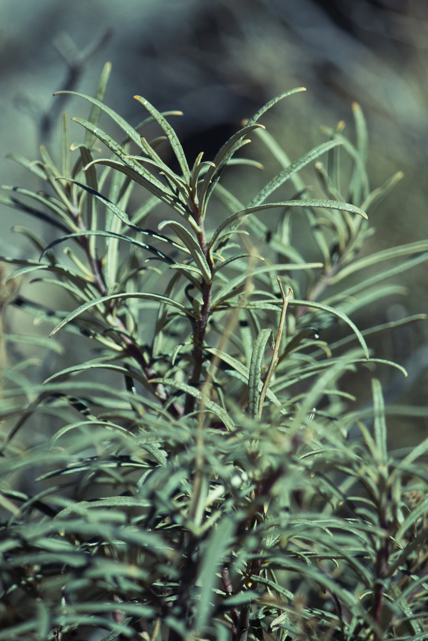 Canon EF-S 55-250mm F4-5.6 IS sample photo. Wintergreen photography