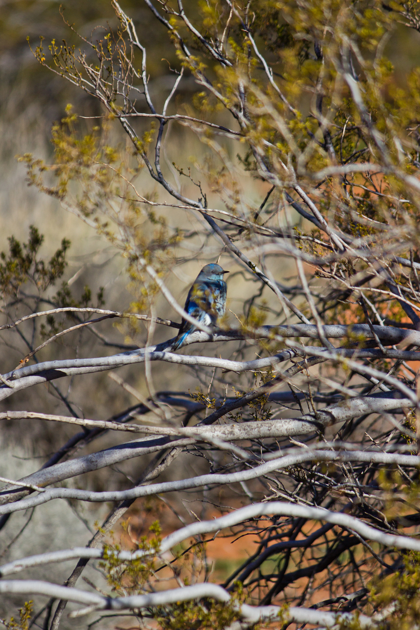 Canon EF-S 55-250mm F4-5.6 IS sample photo. Shy awareness photography