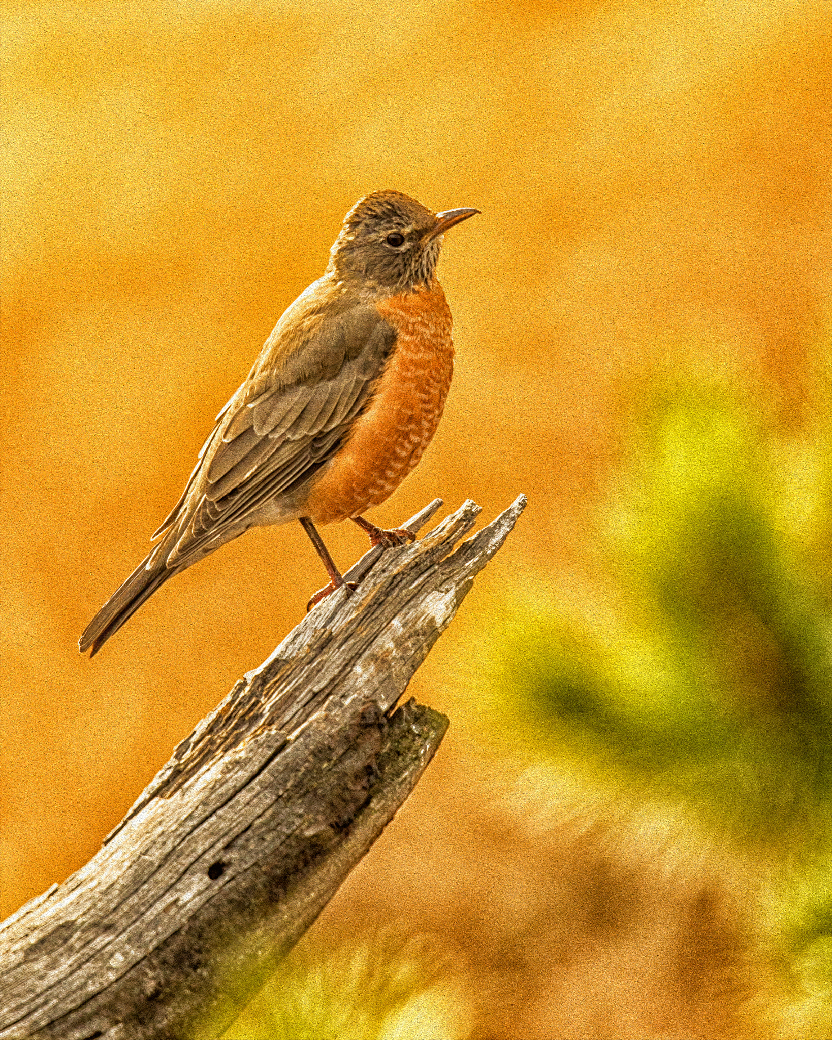 Canon EF 500mm F4L IS II USM sample photo. Robin in fall photography