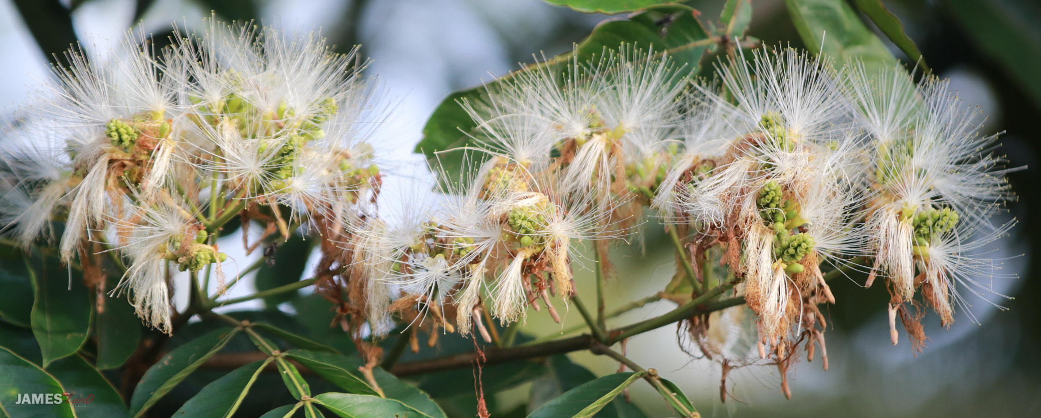 Canon EF 70-200mm F2.8L IS II USM sample photo