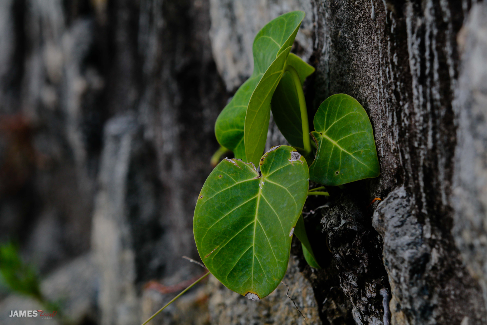 Canon EF 70-200mm F2.8L IS II USM sample photo