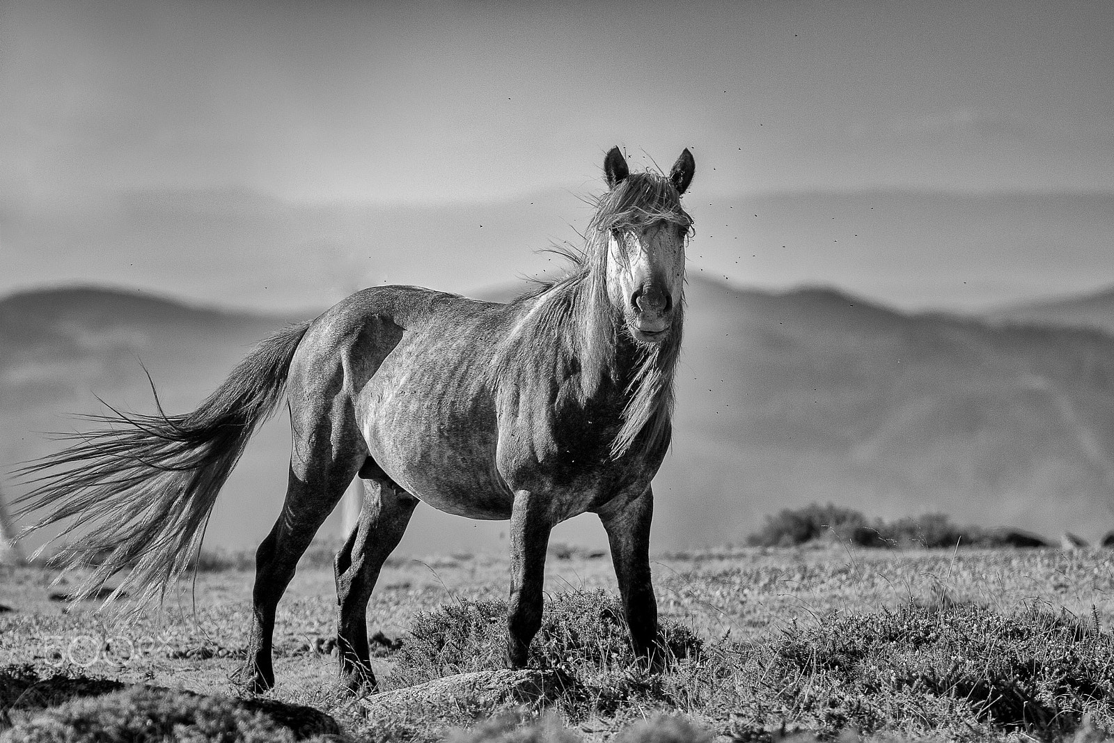Canon EOS 70D + Canon EF 70-200mm F4L USM sample photo. The stallion photography