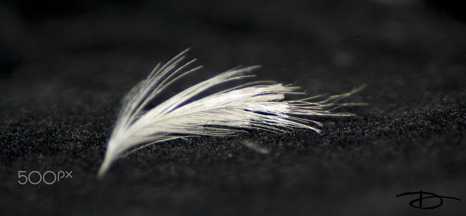 Canon EOS 1000D (EOS Digital Rebel XS / EOS Kiss F) sample photo. The feather photography
