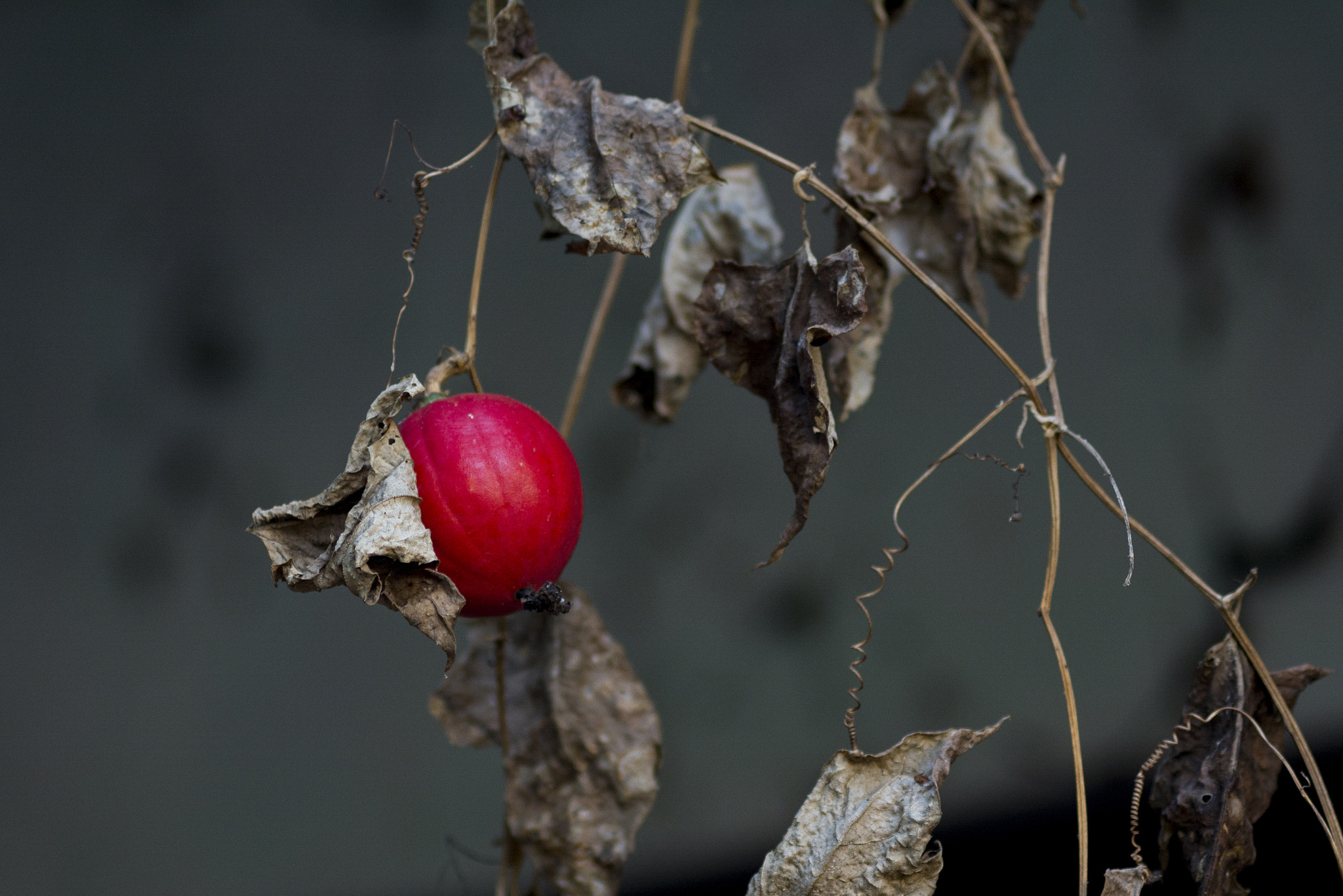 Nikon AF-Nikkor 80-200mm F2.8D ED sample photo. Live fruit on a dead plant photography