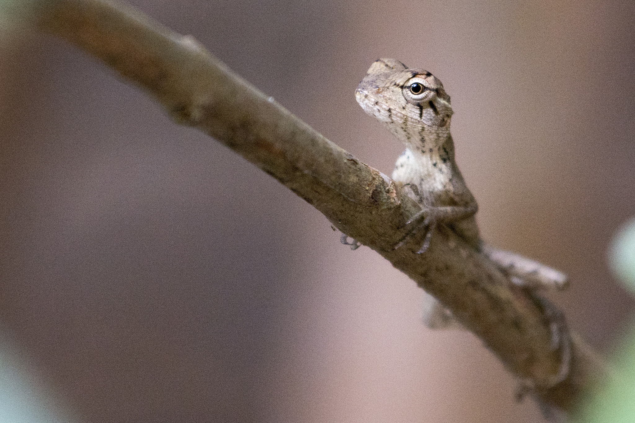 Nikon AF-S Nikkor 70-200mm F4G ED VR sample photo. Lizard photography
