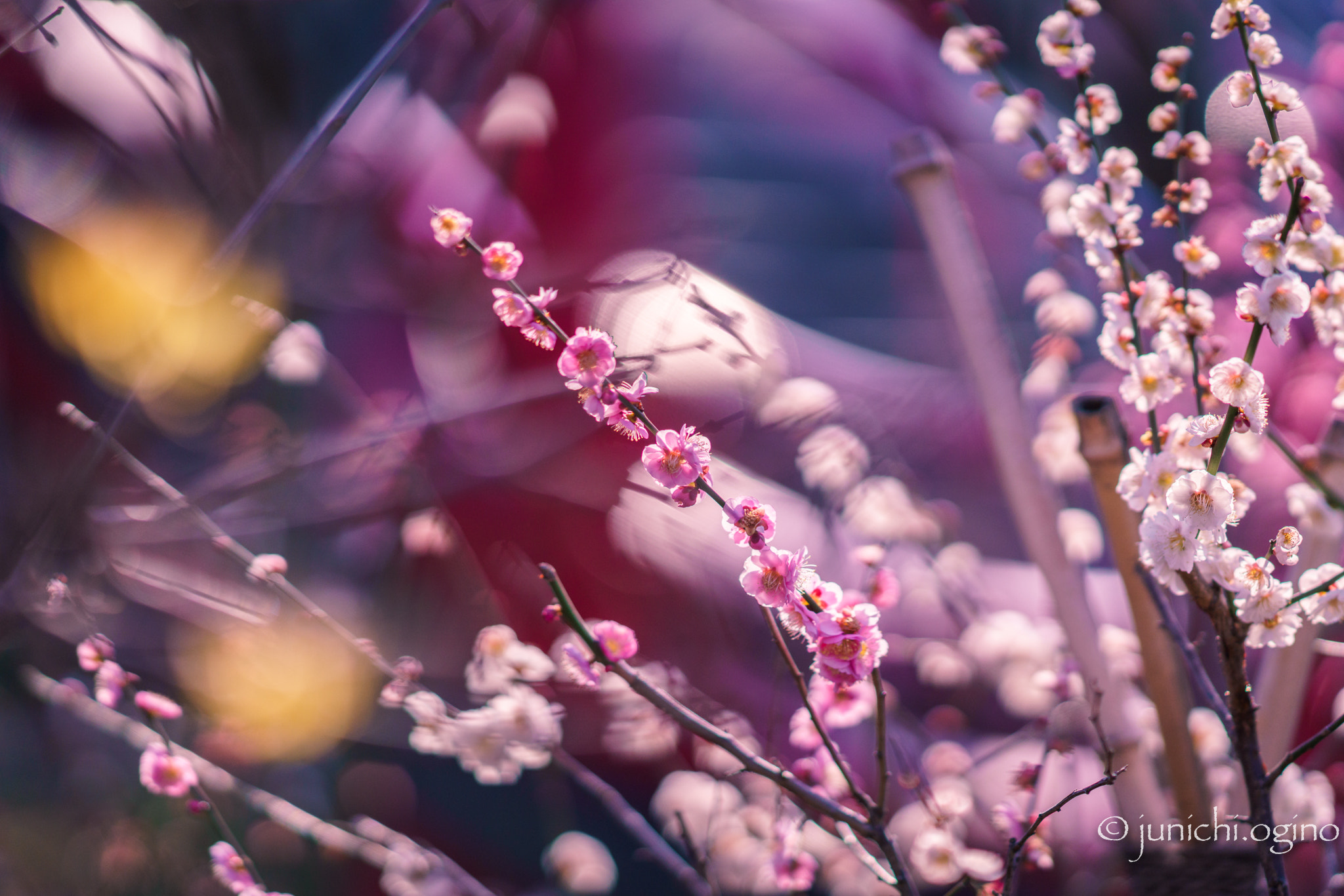 Sony Sonnar T* 135mm F1.8 ZA sample photo. 春に誘われて photography