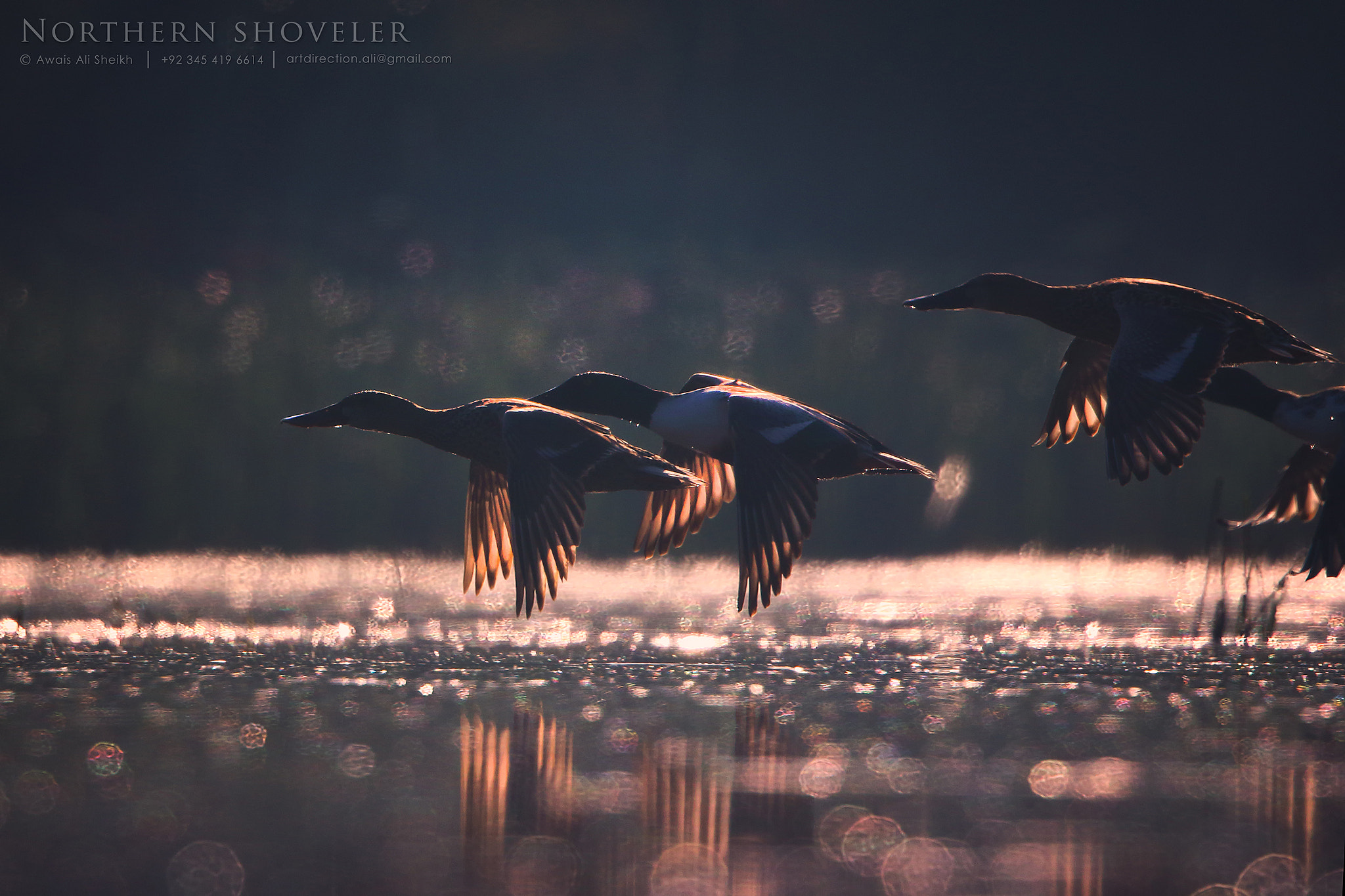 Canon EF 500mm F4L IS II USM sample photo. Northern shoveler photography