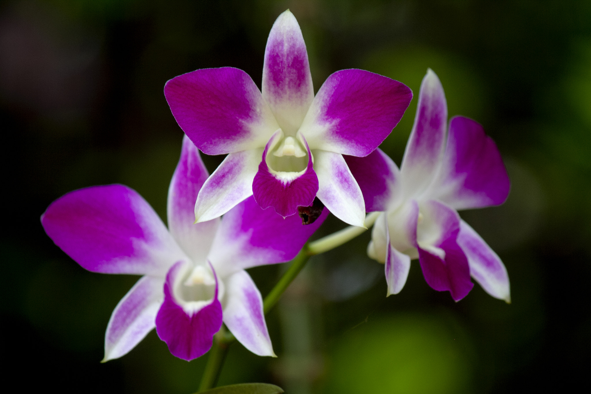Canon EF-S 55-250mm F4-5.6 IS II sample photo. Orchid flower photography